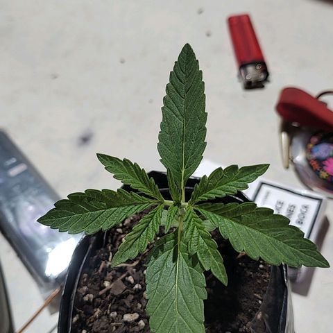 Big-Auto- #2 growlog timeline photo