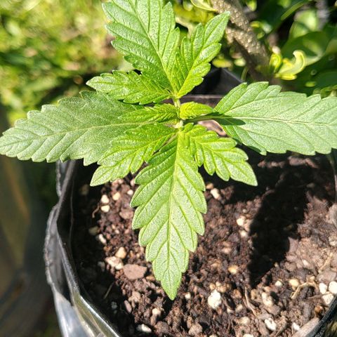 Foto de la cronología del growlog de Big-Auto- #1