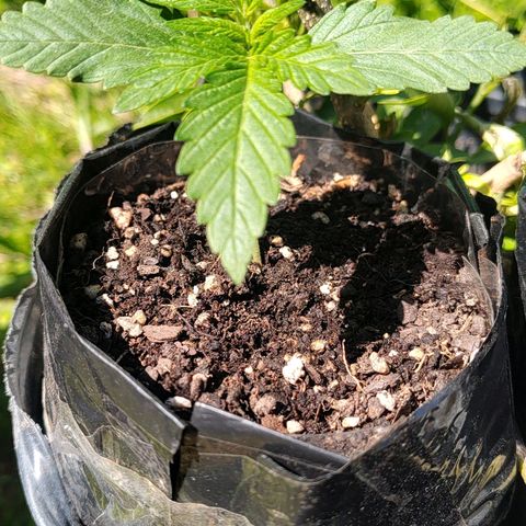 Foto de la cronología del growlog de Big-Auto- #1