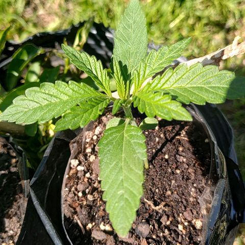 Big-Auto- #2 growlog timeline photo