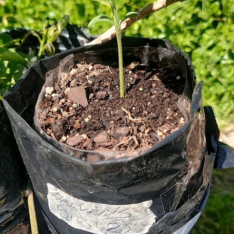 Big-Auto- #2 growlog timeline photo