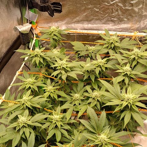 Nicol Punch #2 growlog timeline photo