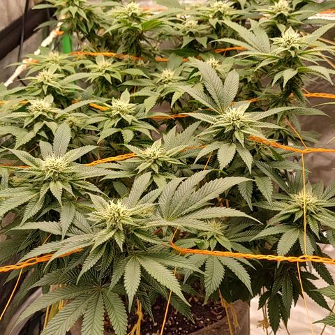 Nicol Punch #2 growlog timeline photo
