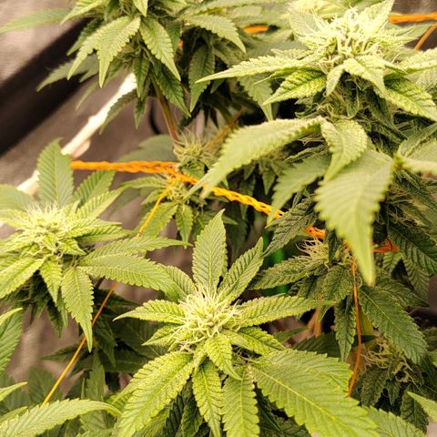 Nicol Punch #2 growlog timeline photo