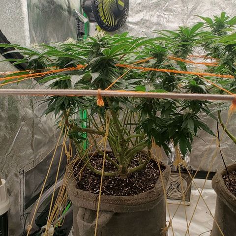 Nicol Punch #2 growlog timeline photo