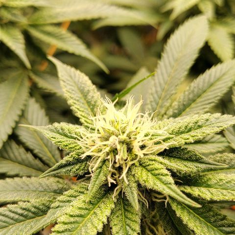 Nicol Punch #2 growlog timeline photo