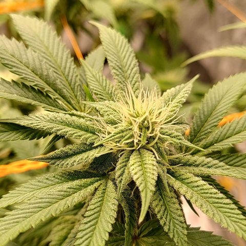 Nicol Punch #2 growlog timeline photo