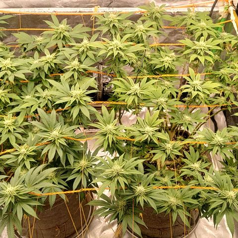 Foto de la cronología del growlog de Nicol Punch #1