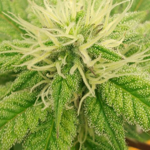 Foto de la cronología del growlog de Nicol Punch #1