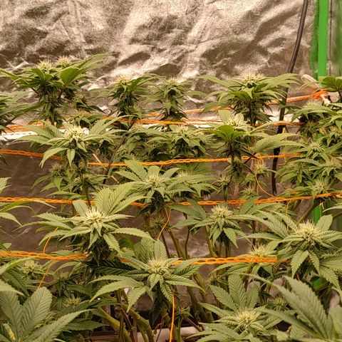 Foto de la cronología del growlog de Nicol Punch #1