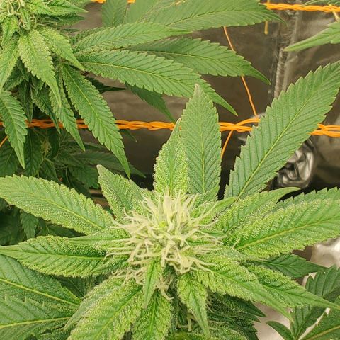 Foto de la cronología del growlog de Nicol Punch #1