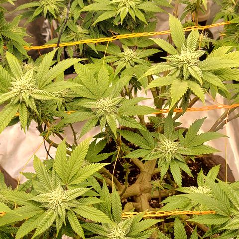 Foto de la cronología del growlog de Nicol Punch #1