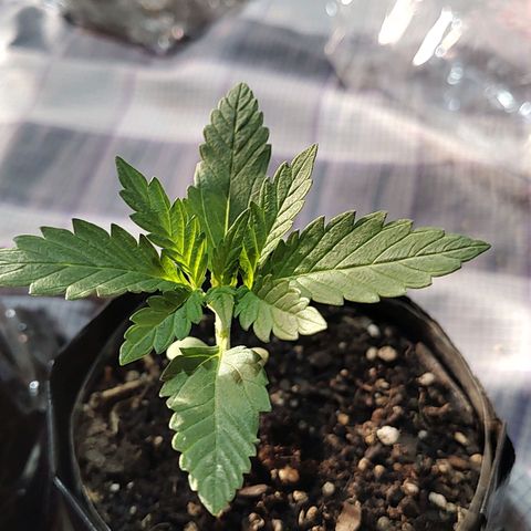 Foto de la cronología del growlog de Big-Auto- #1