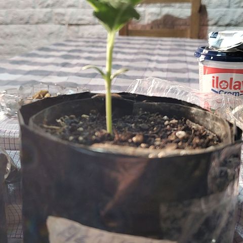 Foto de la cronología del growlog de Big-Auto- #1