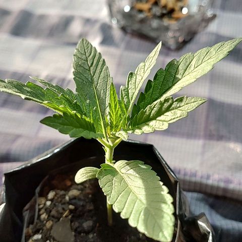 Big-Auto- #2 growlog timeline photo