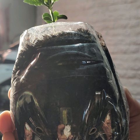 Big-Auto- #2 growlog timeline photo