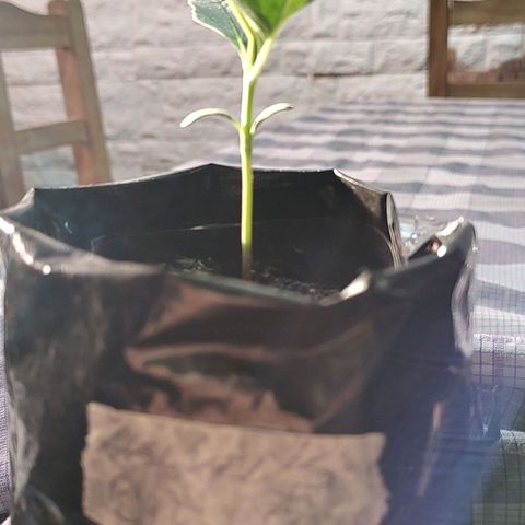 Big-Auto- #2 growlog timeline photo