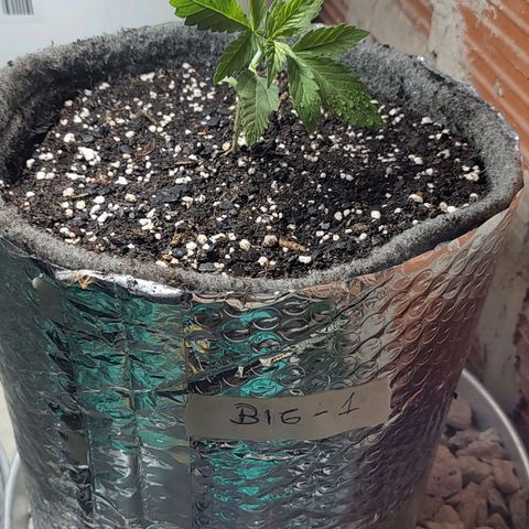 Foto de la cronología del growlog de Big-Auto- #1