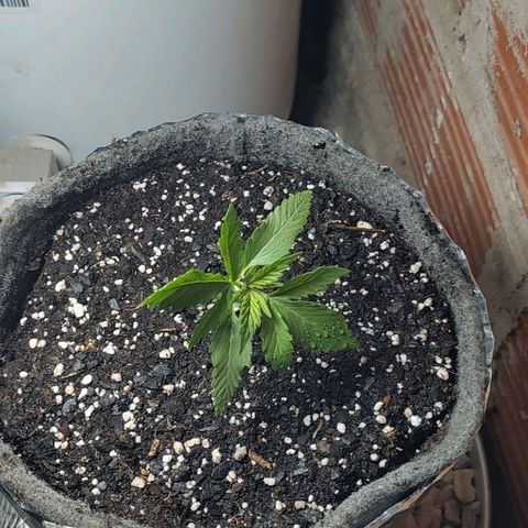 Foto de la cronología del growlog de Big-Auto- #1