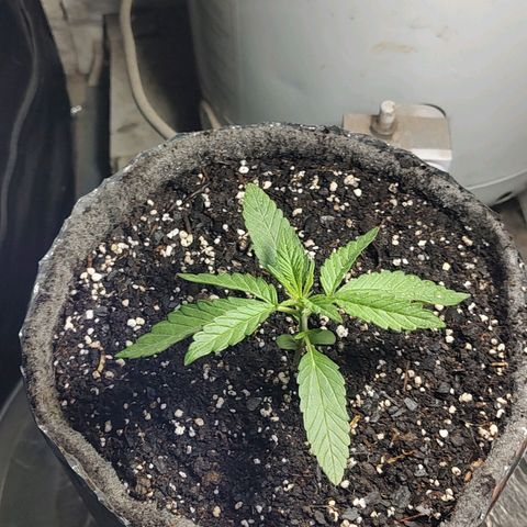 Big-Auto- #2 growlog timeline photo
