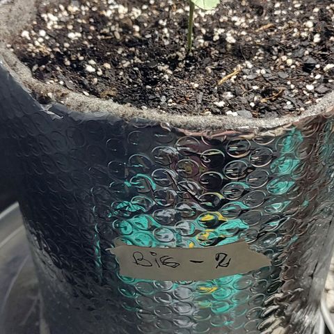 Big-Auto- #2 growlog timeline photo