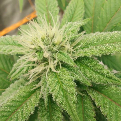 Foto de la cronología del growlog de Nicol Punch #1