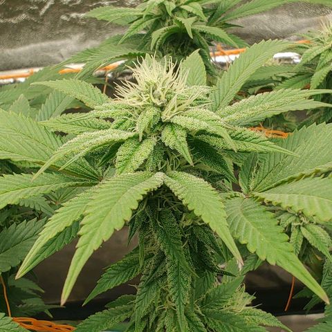 Foto de la cronología del growlog de Nicol Punch #1