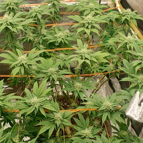 Foto de la cronología del growlog de Nicol Punch #1
