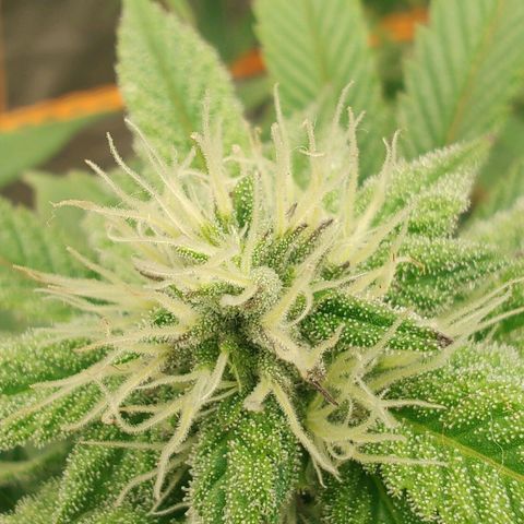 Foto de la cronología del growlog de Nicol Punch #1