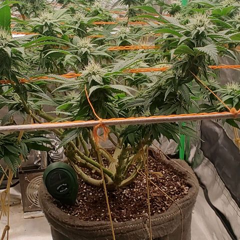 Foto de la cronología del growlog de Nicol Punch #1