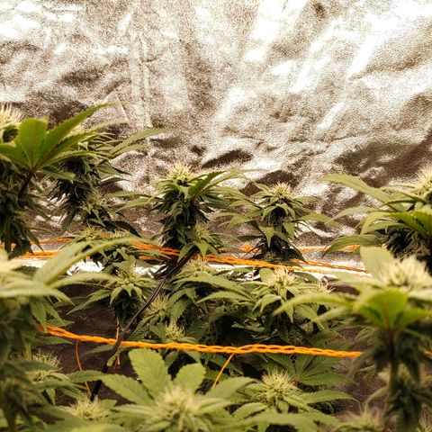 Foto de la cronología del growlog de Nicol Punch #1