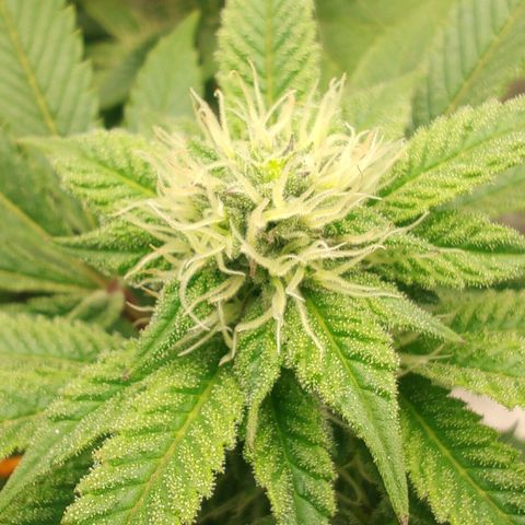 Foto de la cronología del growlog de Nicol Punch #1