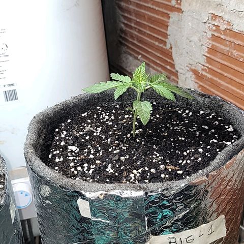 Foto de la cronología del growlog de Big-Auto- #1