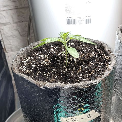 Big-Auto- #2 growlog timeline photo
