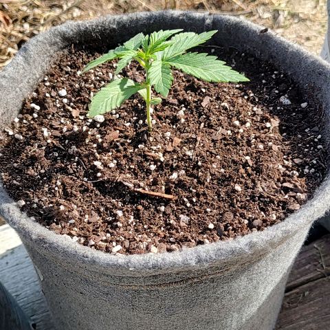 Foto de la cronología del growlog de Big-Auto- #1