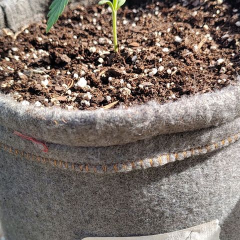 Foto de la cronología del growlog de Big-Auto- #1