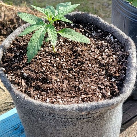 Big-Auto- #2 growlog timeline photo