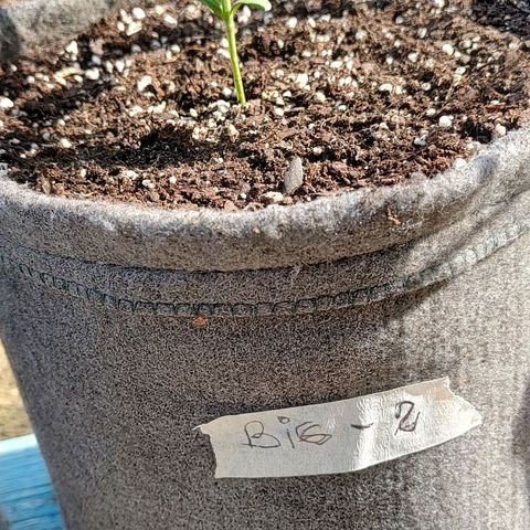 Big-Auto- #2 growlog timeline photo