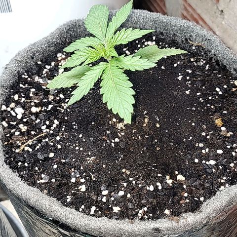 Foto de la cronología del growlog de Big-Auto- #1