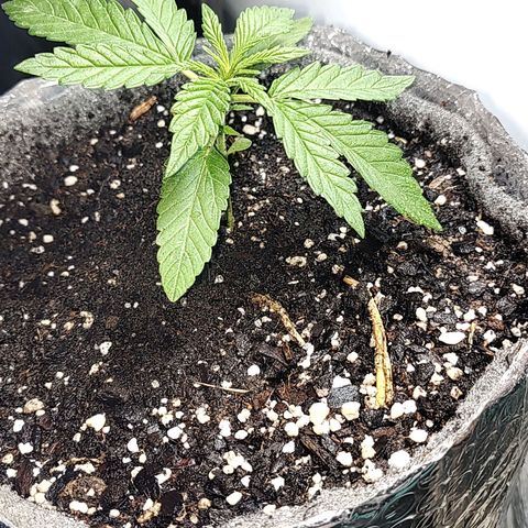 Big-Auto- #2 growlog timeline photo