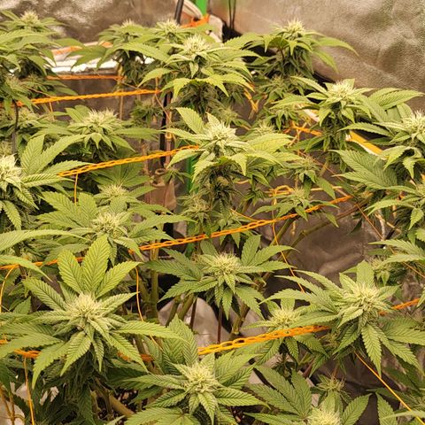 Foto de la cronología del growlog de Nicol Punch #1