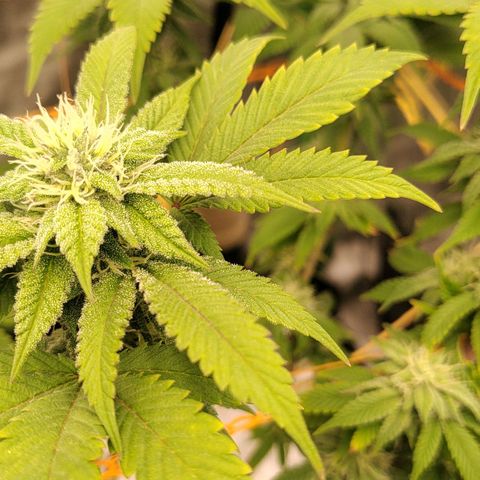 Foto de la cronología del growlog de Nicol Punch #1