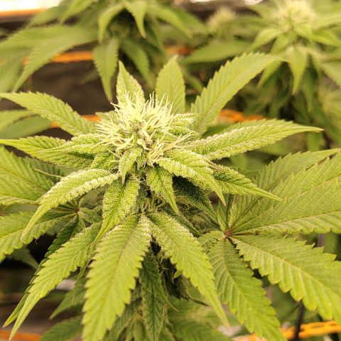Foto de la cronología del growlog de Nicol Punch #1