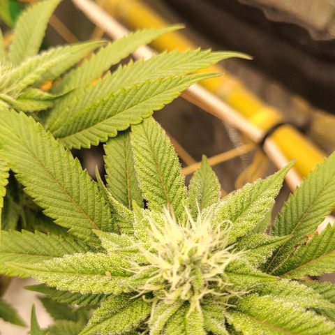 Foto de la cronología del growlog de Nicol Punch #1