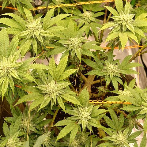 Foto de la cronología del growlog de Nicol Punch #1