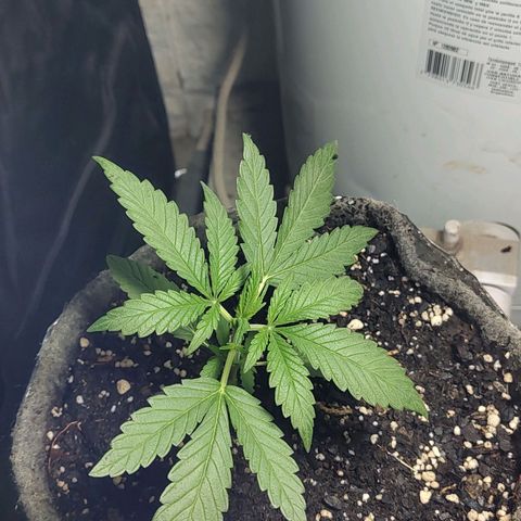 Big-Auto- #2 growlog timeline photo