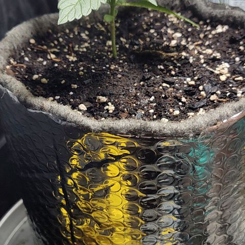 Big-Auto- #2 growlog timeline photo