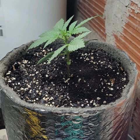 Foto de la cronología del growlog de Big-Auto- #1
