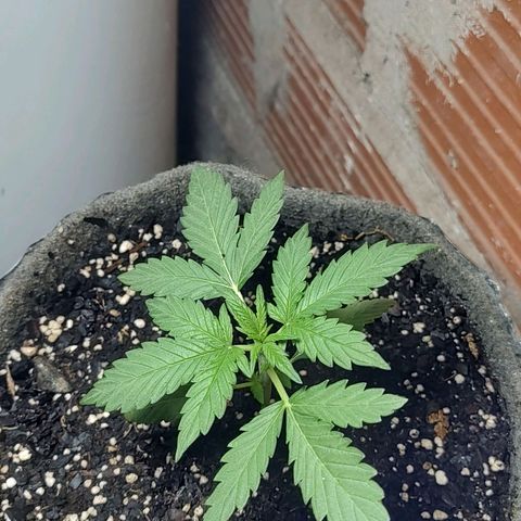 Foto de la cronología del growlog de Big-Auto- #1