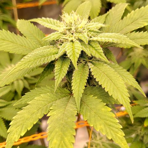 Foto de la cronología del growlog de Nicol Punch #1